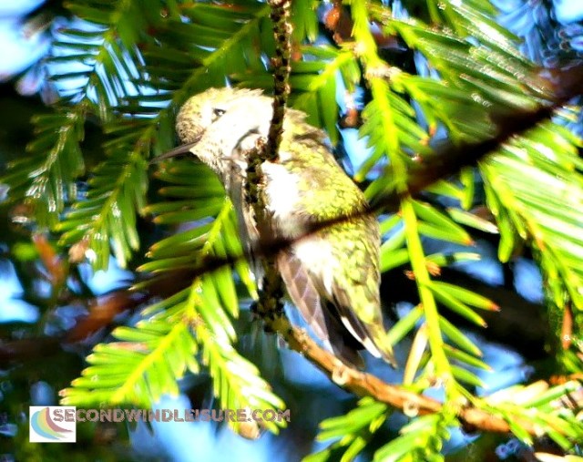 Puffed up hummingbird enjoying the rain