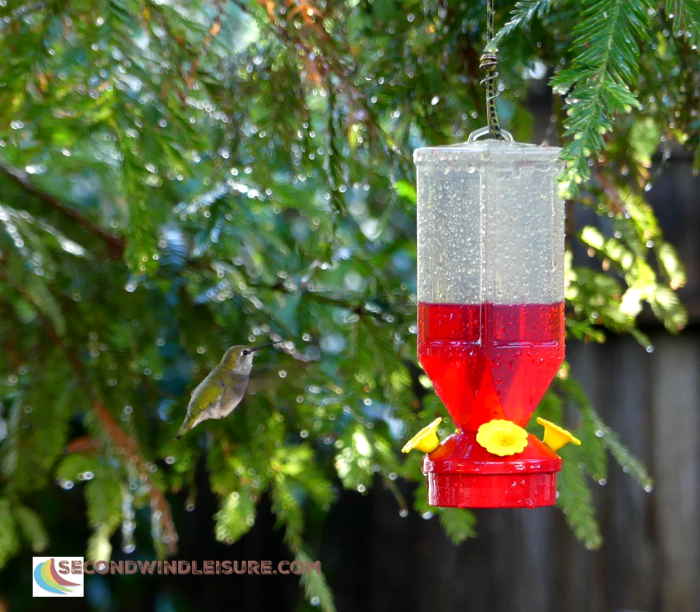 Rainy day does not stop this hummer from feeding