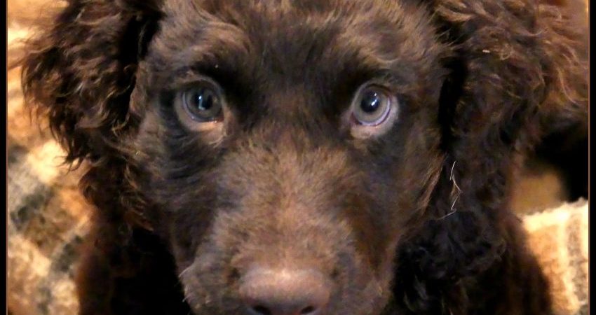 Brodie the Boykin Spaniel, 10 weeks old