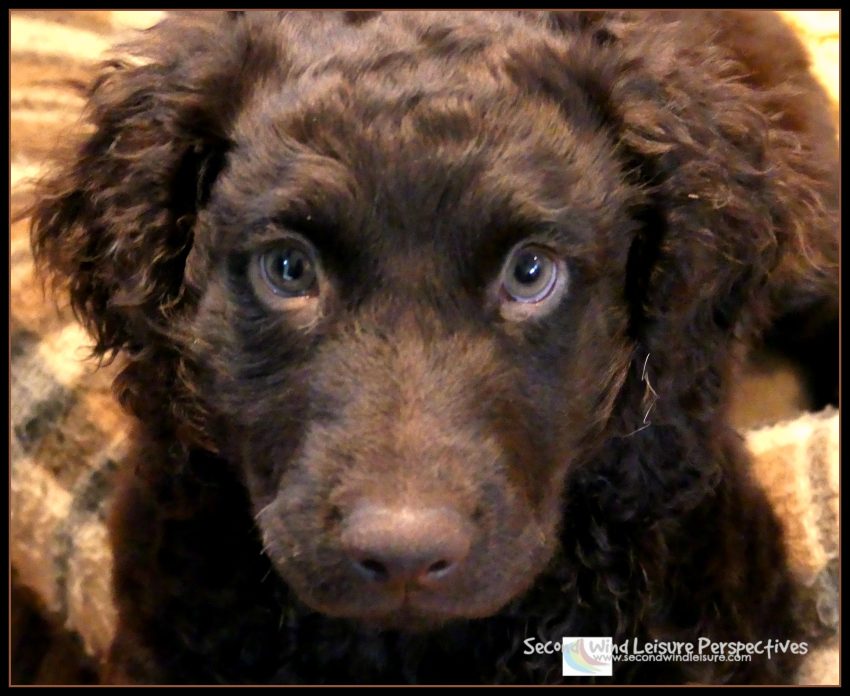 Macro Moments Week 31: Poopy Little&nbsp;Puppy