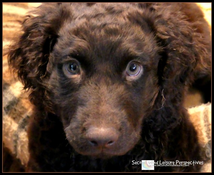 Brodie the Boykin Spaniel, 10 weeks old