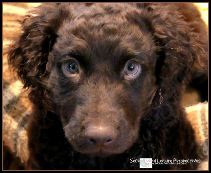Brodie the Boykin Spaniel, 10 weeks old