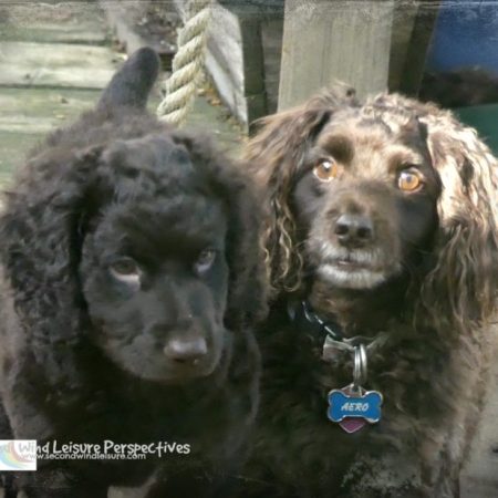 Brodie is Aero's new shadow