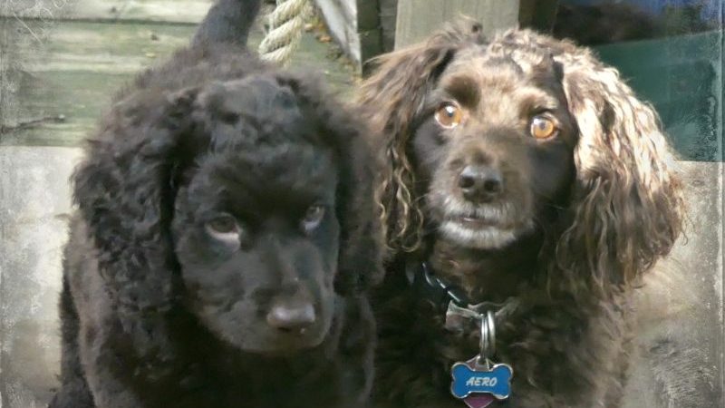 Brodie is Aero's new shadow