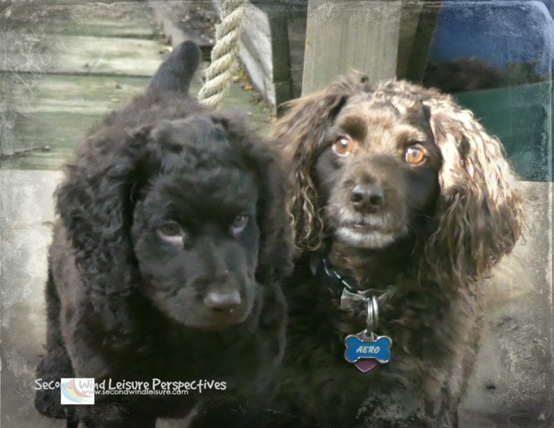 Sunday Stills: National Love Your #Pet&nbsp;Day