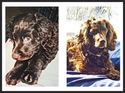 Chappy, Boykin Spaniel