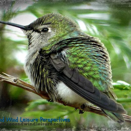Hummingbird enjoying his shower