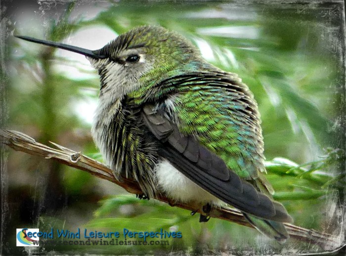 Hummingbird enjoying his shower