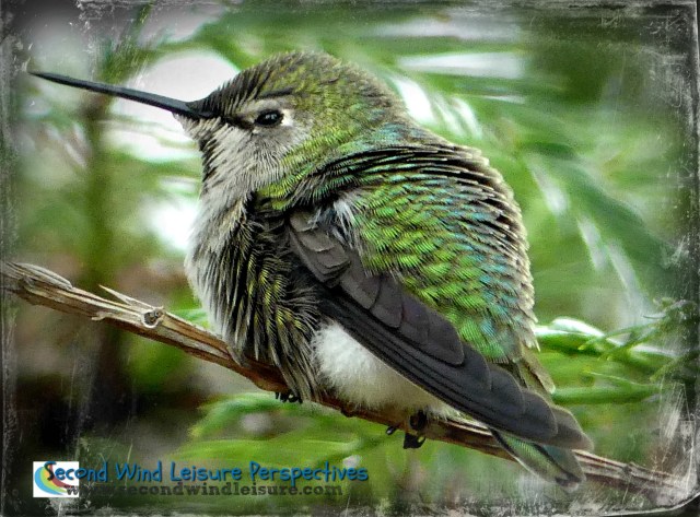 Hummingbird enjoying his shower