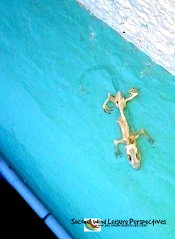 Lizard in eternal solitude