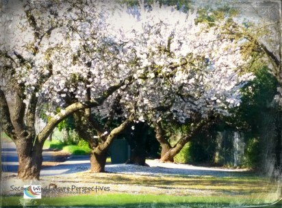 Spring brings clouds of blossoms