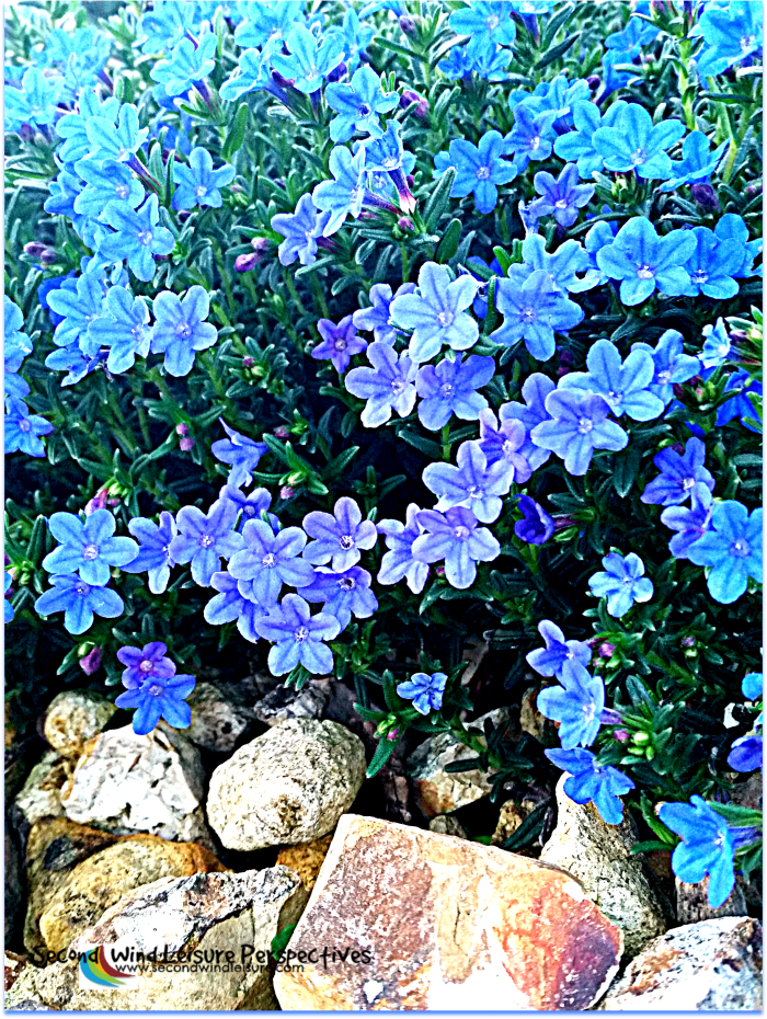 A photographic study in blue densely packed flowers.