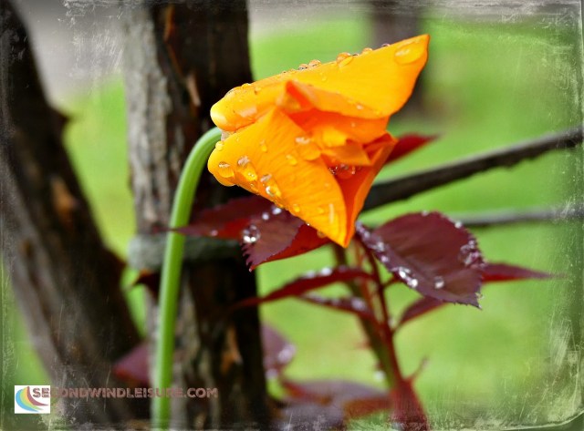 Freshly opened California poppy droops with recent raindrops.