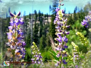Lupine view of mountains at Mammoth Lakes