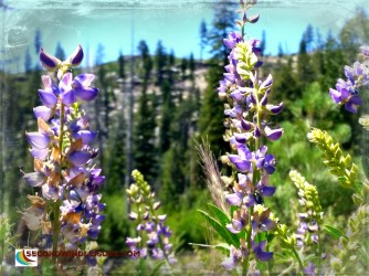 Lupine view of mountains at Mammoth Lakes