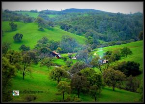 Mountain Greenery; Green Sierra foothills