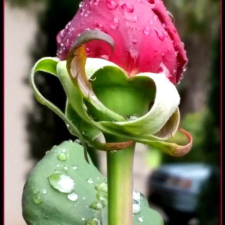 Raindrops sit delicately atop a spring rose bud