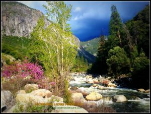 Spring in High Sierras