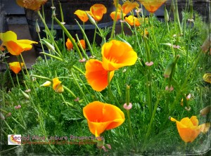 Happy spring poppies!