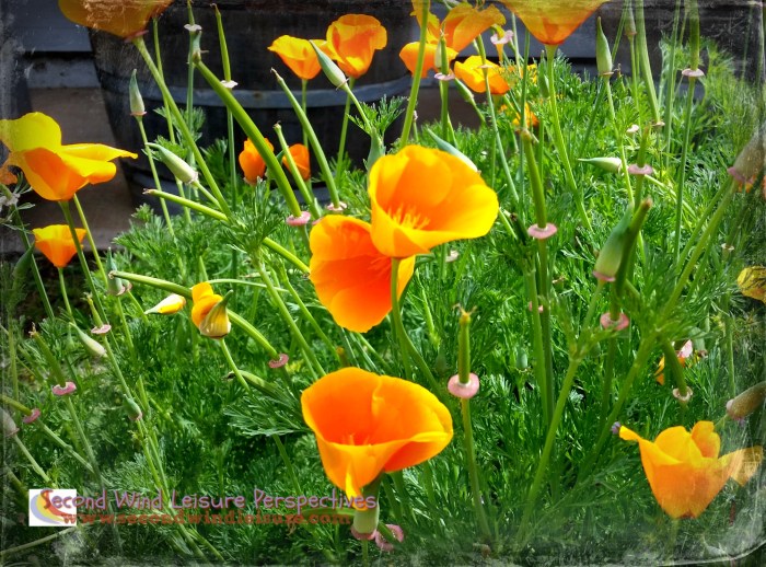 Happy spring poppies!