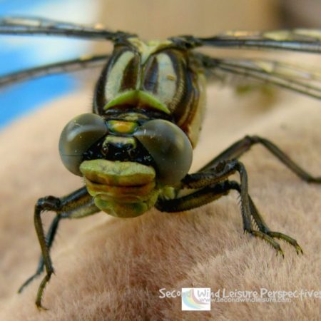 A surprise face from this angle