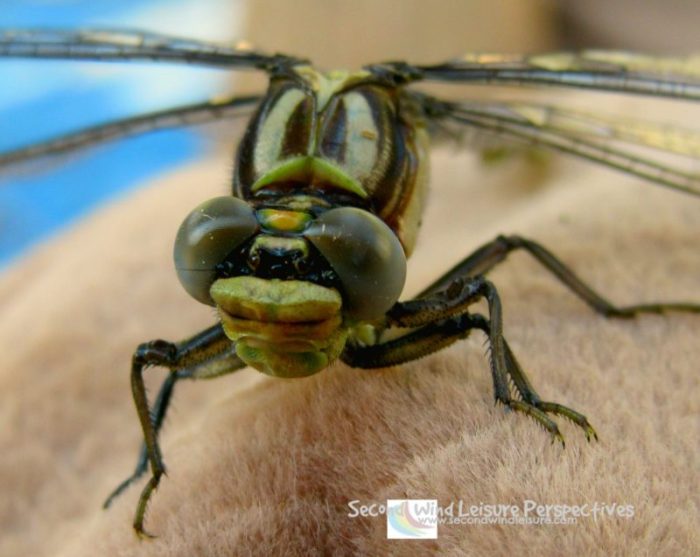 A surprise face from this angle