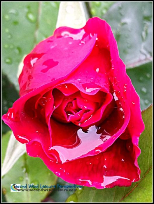 Rain-soaked rose glistens