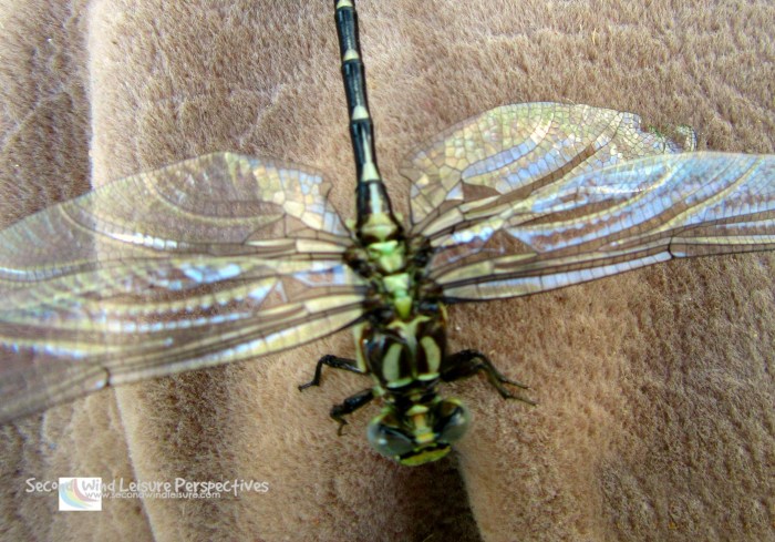 Top view of the dragonfly reveals something!