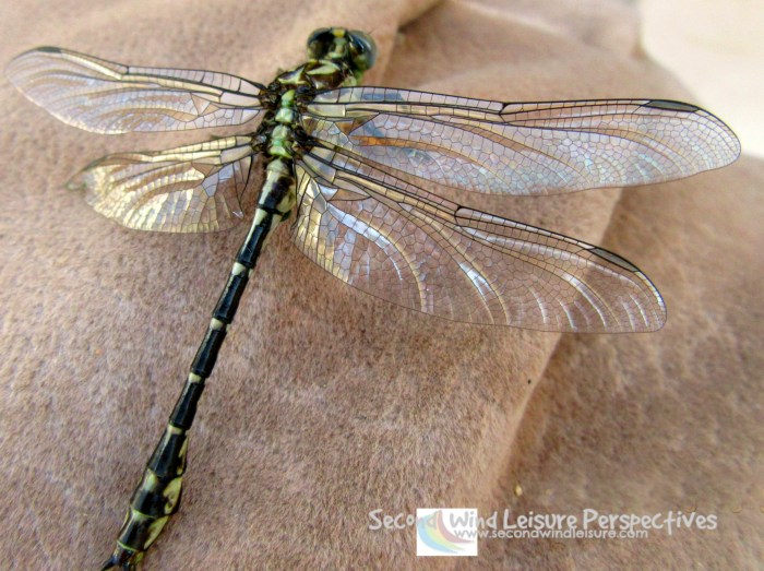 A close-up a an ordinary dragonfly