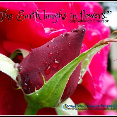 American Beauty Rose, "The Earth laughs in flowers." Quote by Ralph Waldo Emerson