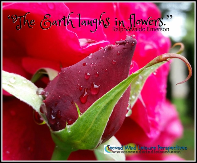 American Beauty Rose, "The Earth laughs in flowers." Quote by Ralph Waldo Emerson