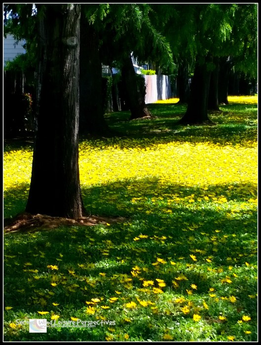 field of yellow