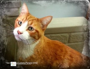 Leon, my 12 year-old pussycat