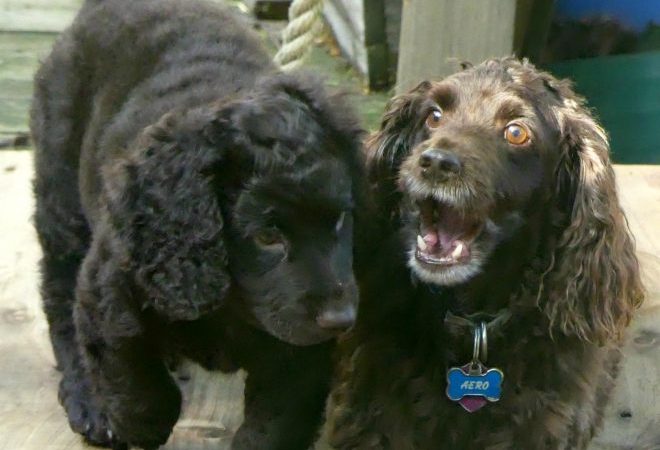 What are you doing for National Pet Day?