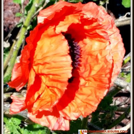 Macro photo of poppy