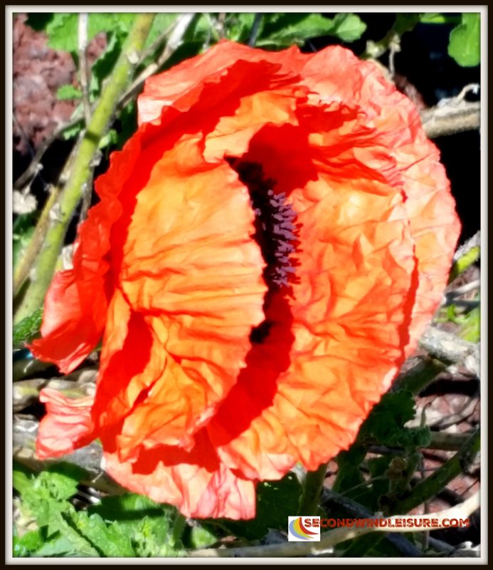 Macro Moments Challenge: Week 34–Papery&nbsp;Poppy