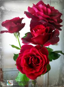 Saucer-sized American Beauties