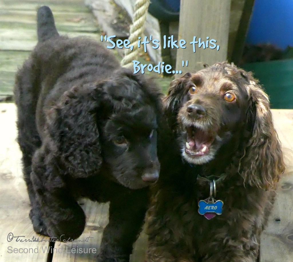 Aero coaching Brodie on the finer points of a dog's life