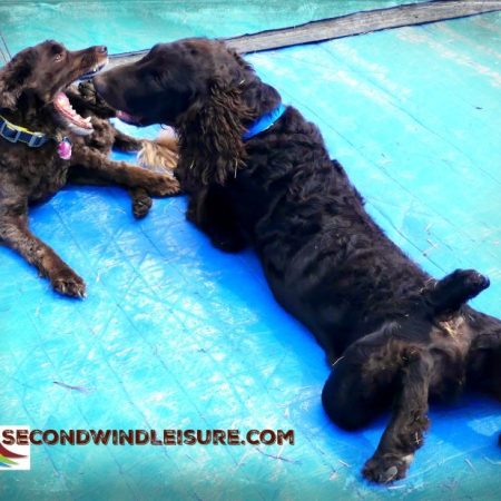 Aero (left) really is a friend to Brodie.