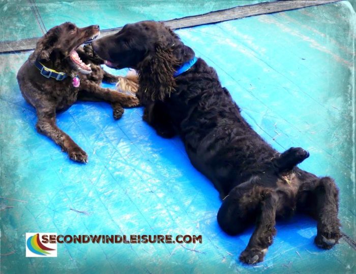 Aero (left) really is a friend to Brodie.