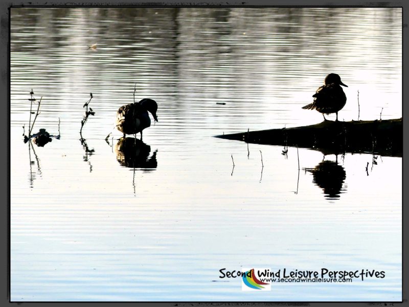 Winter’s Reflections