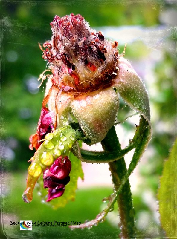 Unexpected Beauty of a Dying&nbsp;Rose