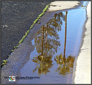 Sunshine on the palms and pine after a rainy night reflected in a puddle