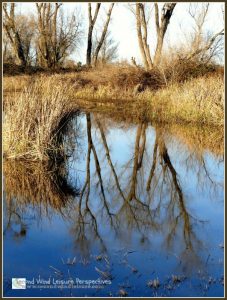 Winter's skeletal branches reflected