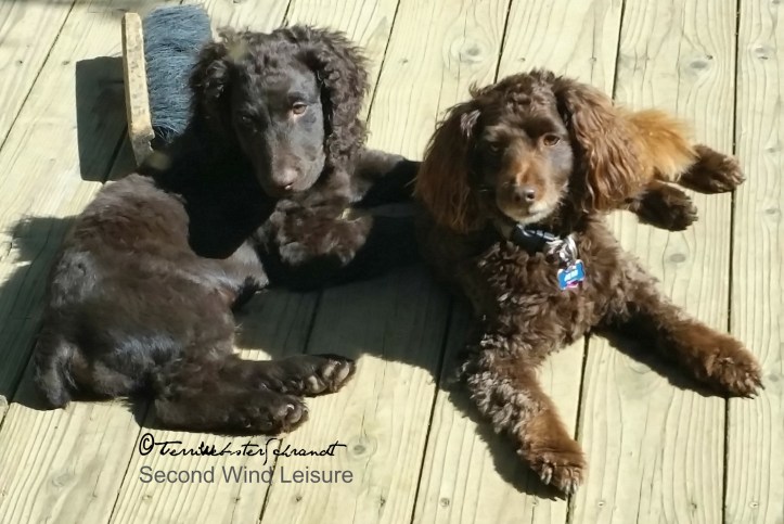 Fast friends, Boykin Spaniels