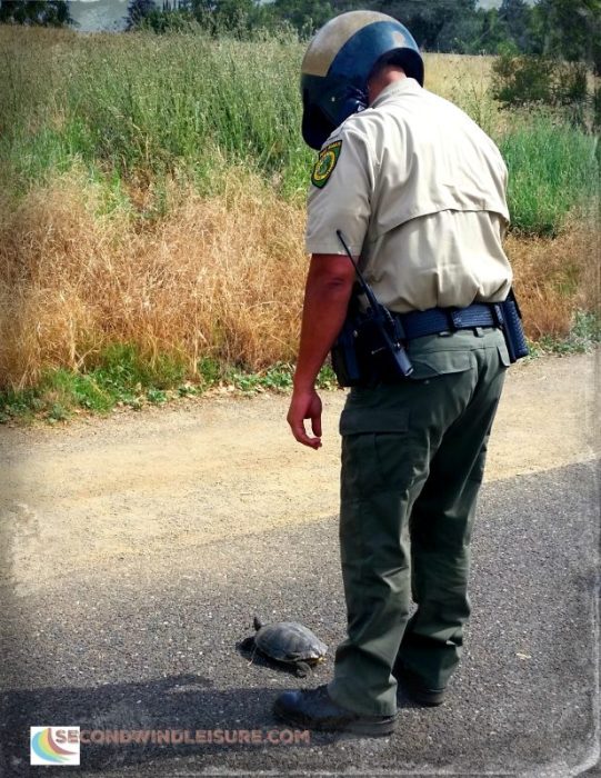 A Tortoise Crossed the Road