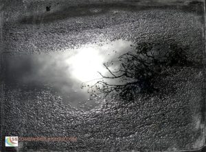 Winter's Gray Reflection