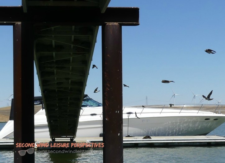 Swallows flitting back and forth under their nesting home