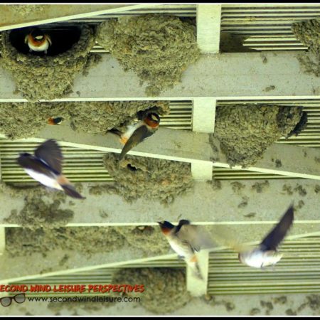 Swallow fly in chaos around their nests