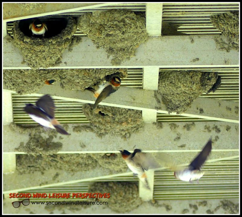 A Somewhat Transient&nbsp;Migration
